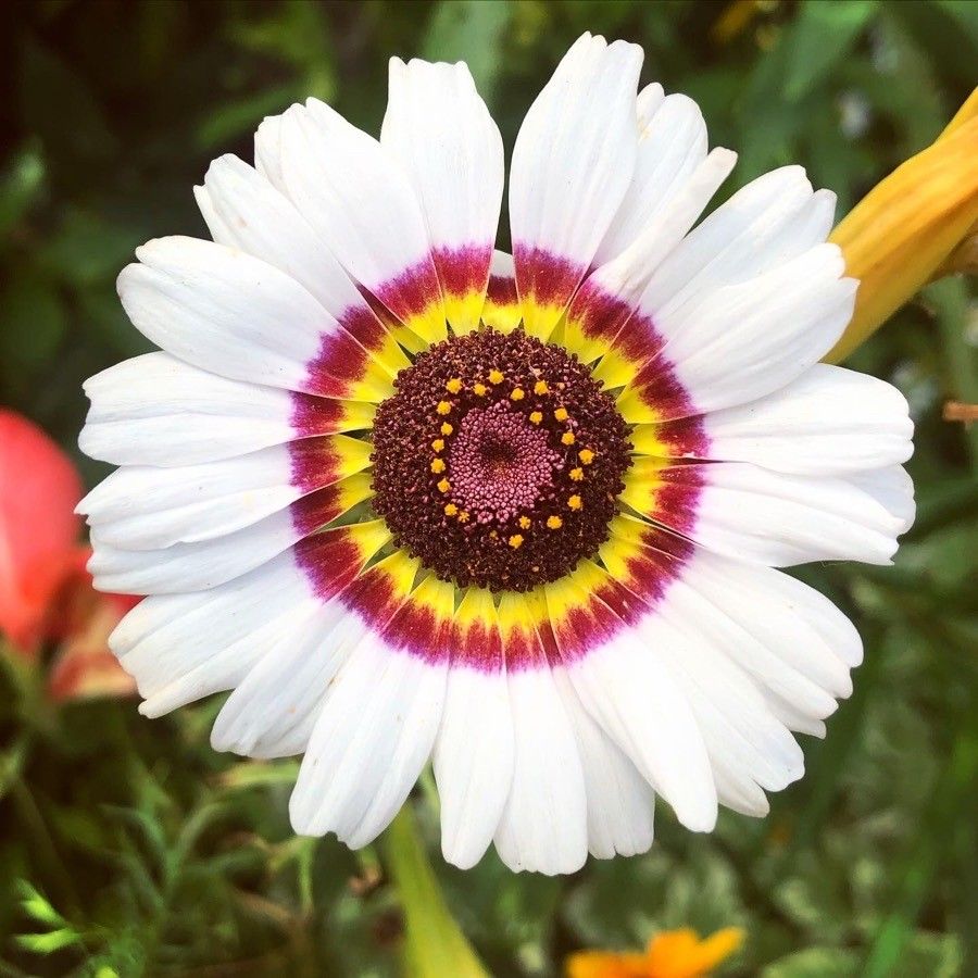 Chrysanthemum Coccineum