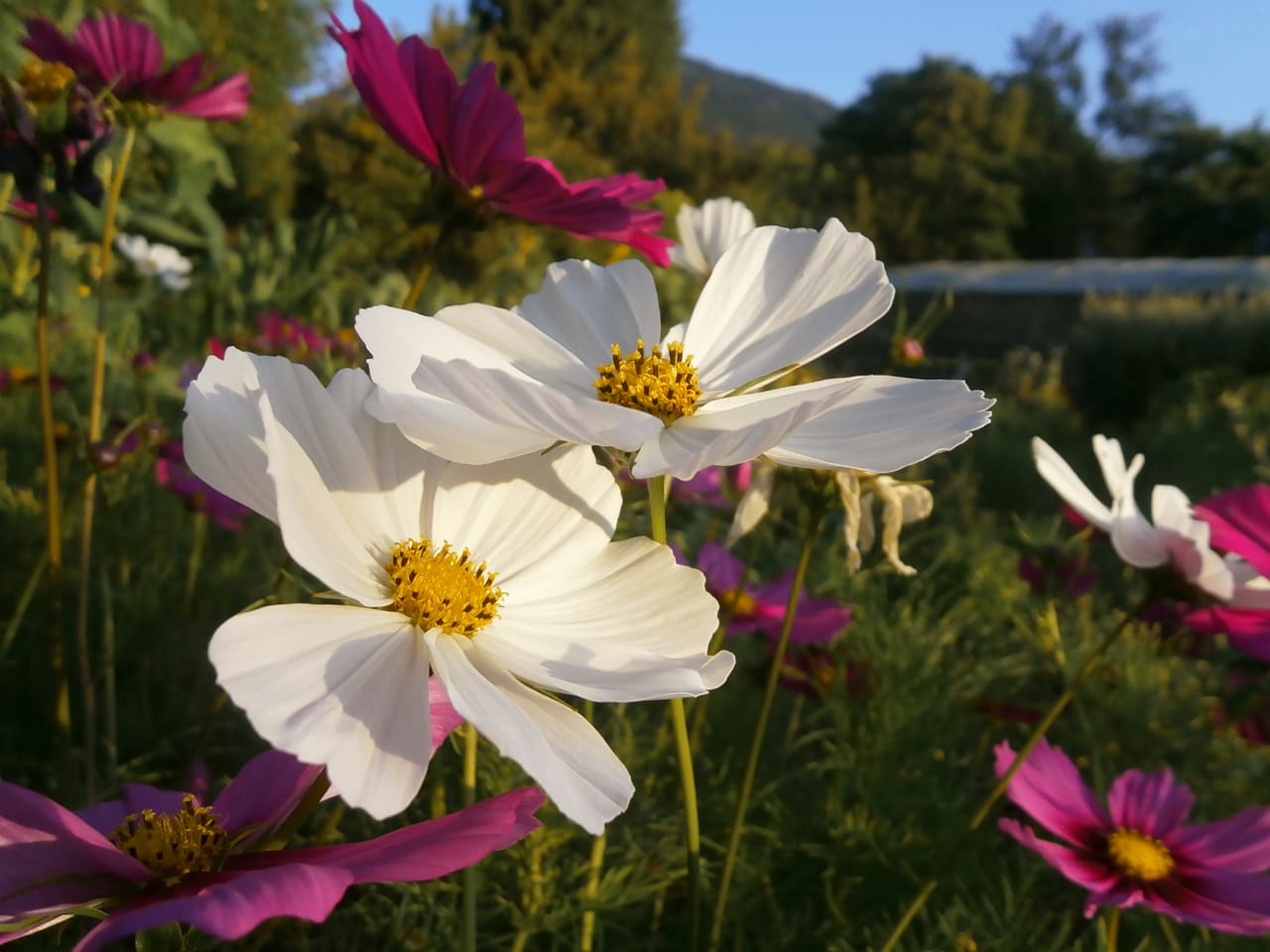 Cosmos