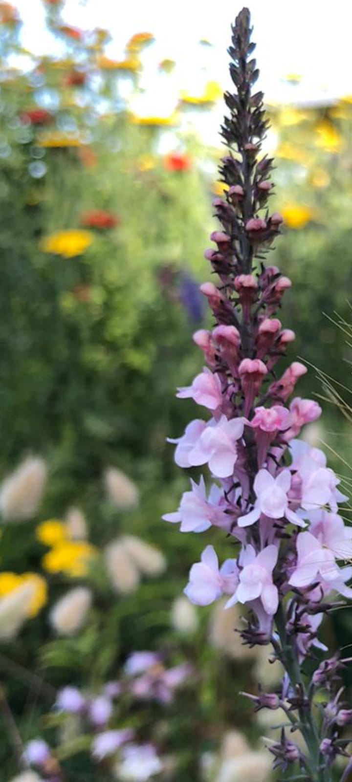Linaria purpurea