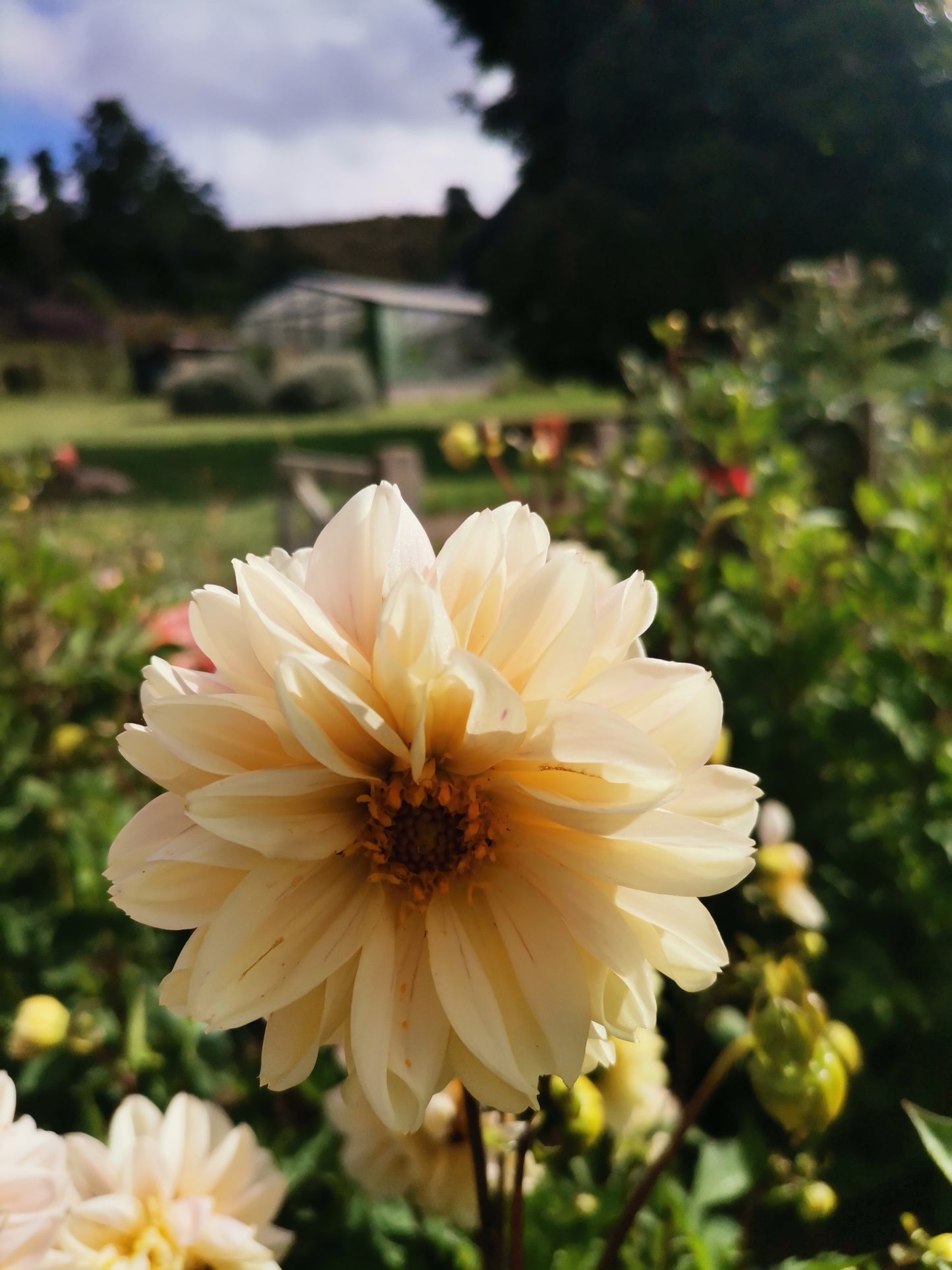 Tubérculos Dalias Mushi