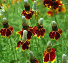 Ratibida columnifera