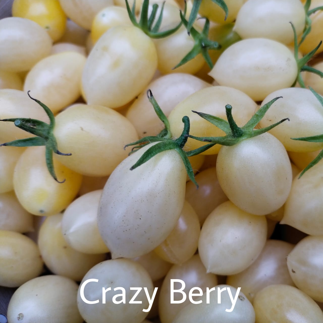Tomate Crazy Berry