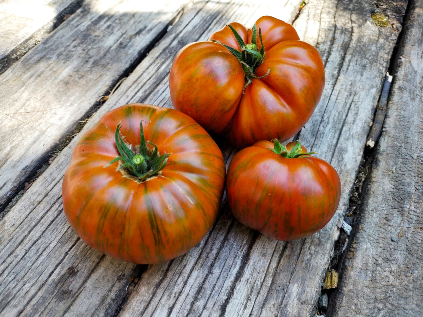 Tomate Striped chocolate
