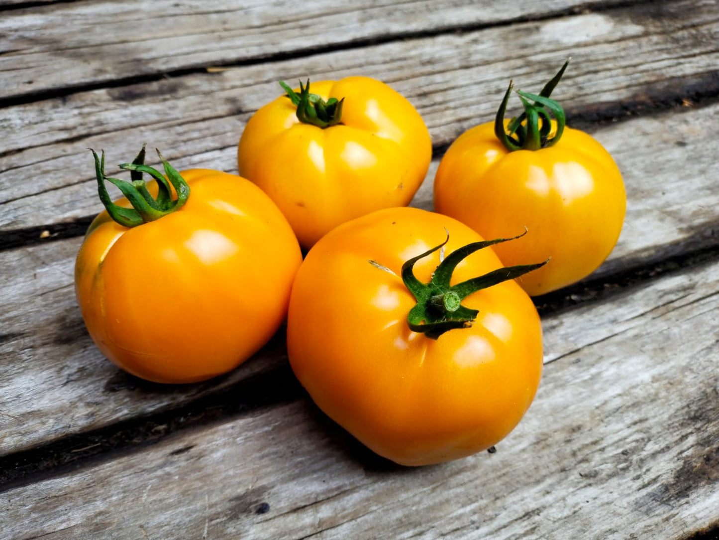 Tomate Valencia