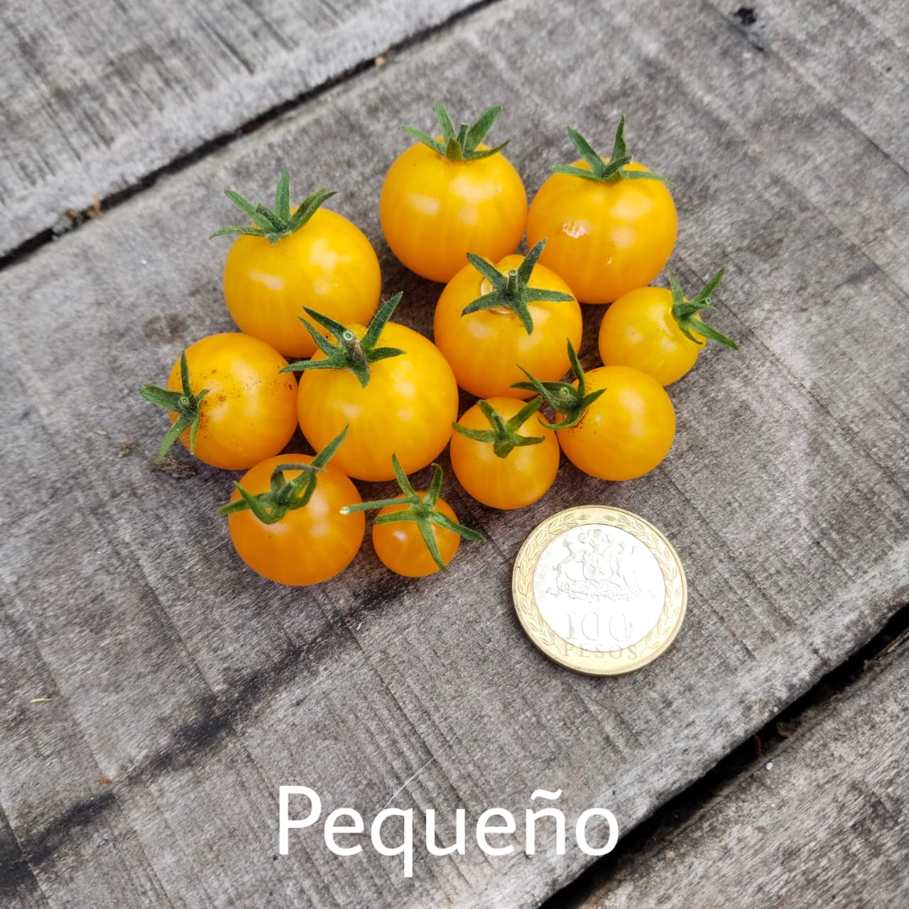 Tomate Pequeño Amarillo