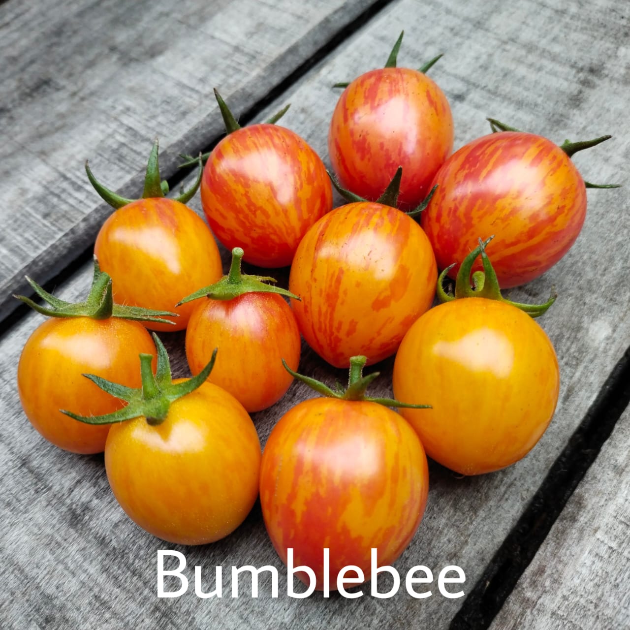 Tomate Bumblebee