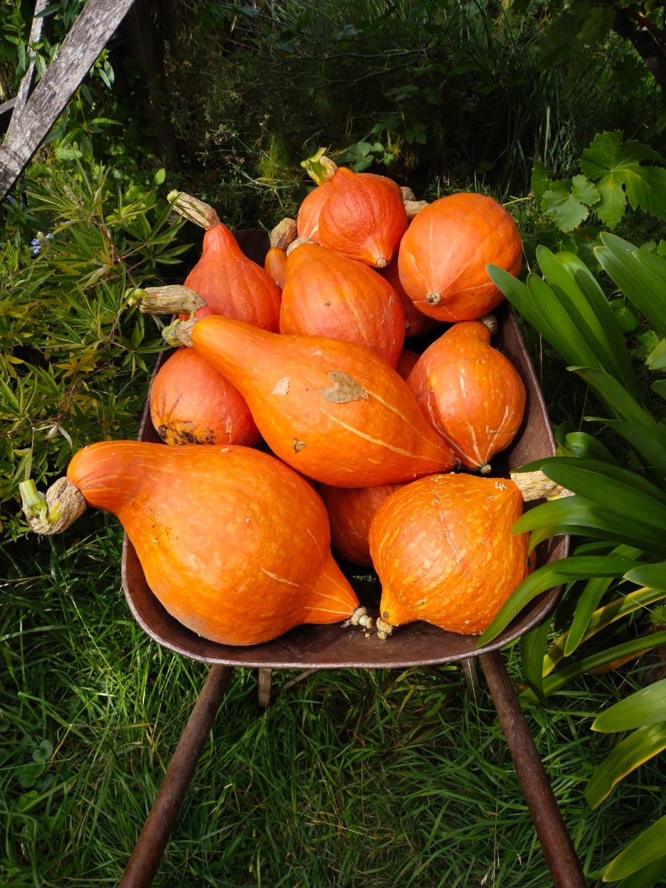 Calabaza Hokkaido