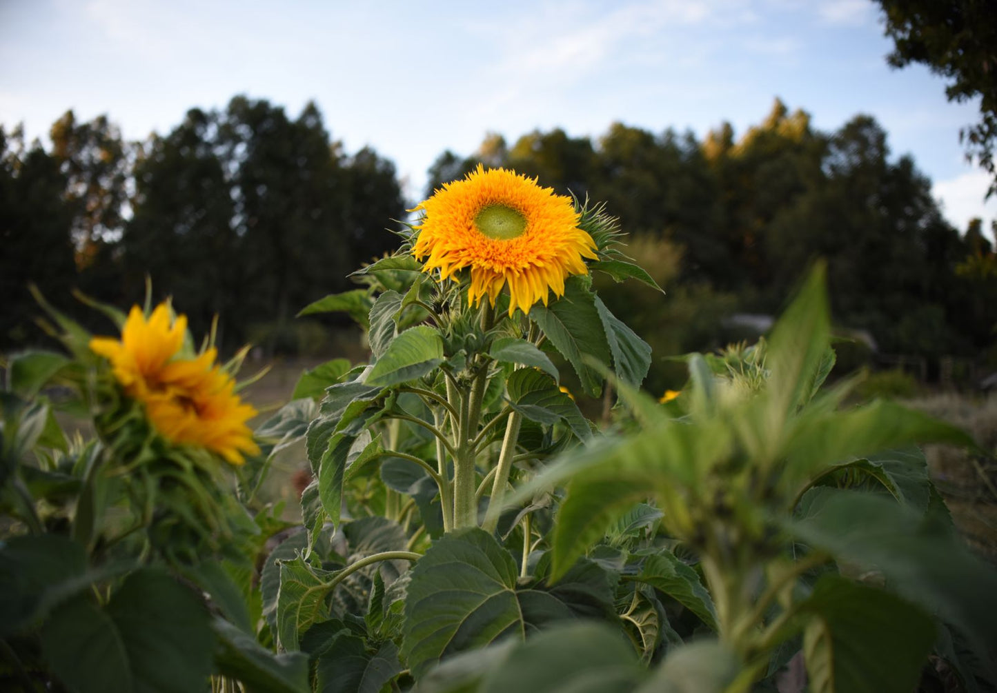 Girasol Oso Peluche