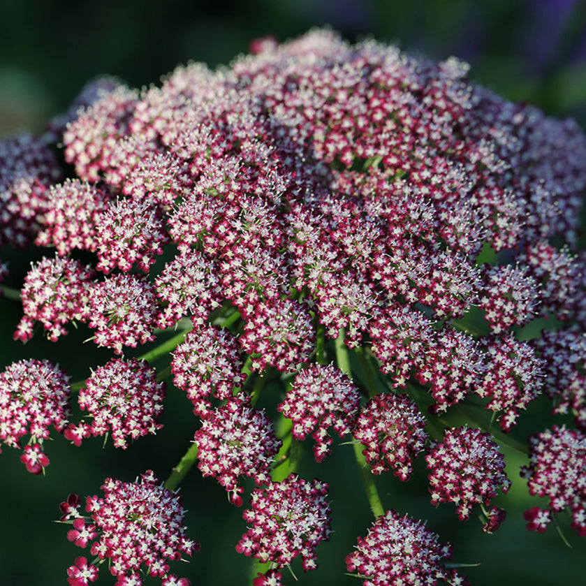 Dacora Carota Morada