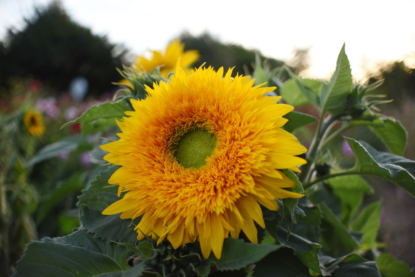 Girasol Oso Peluche