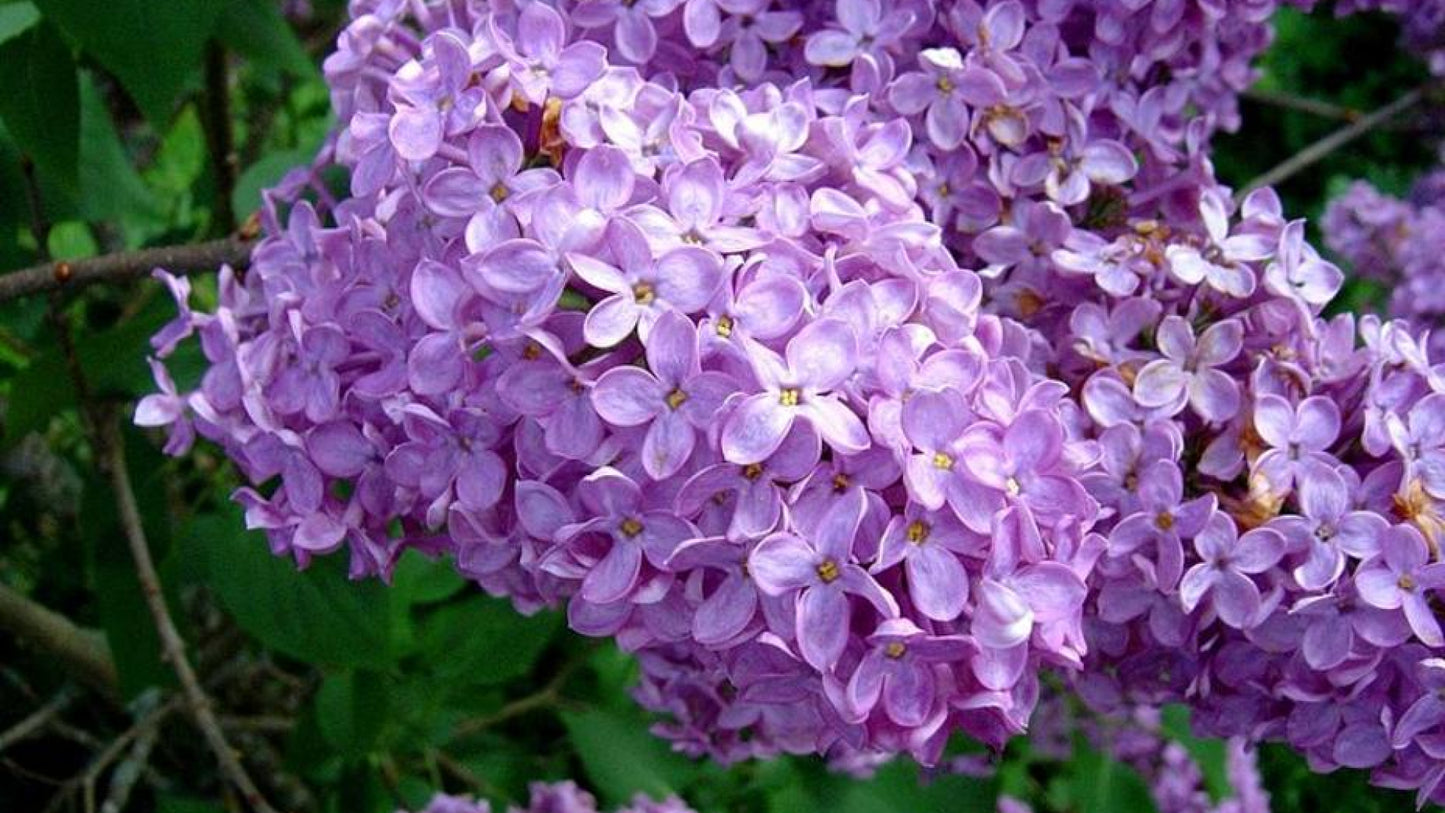 Lilas