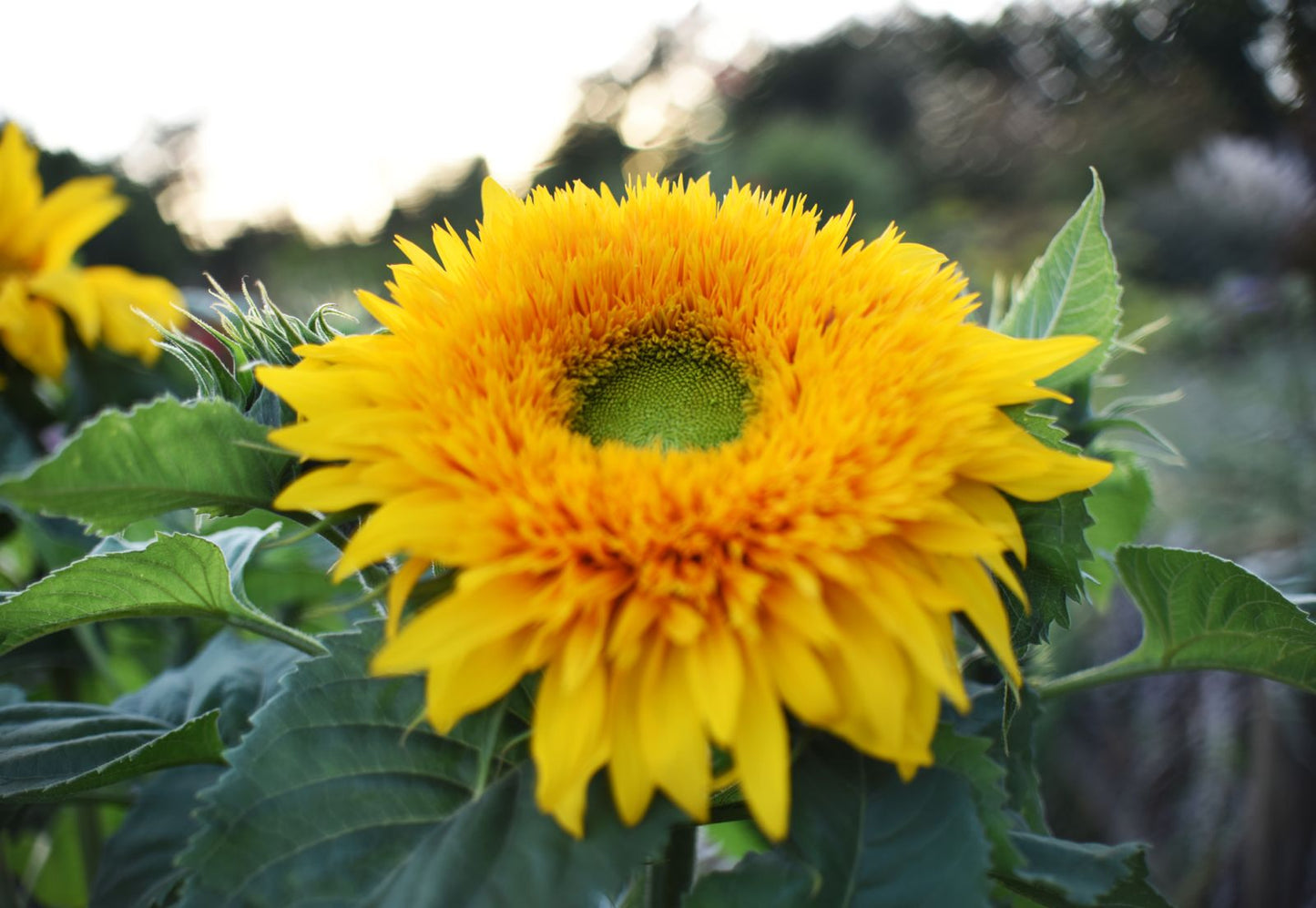 Girasol Osos Peluche