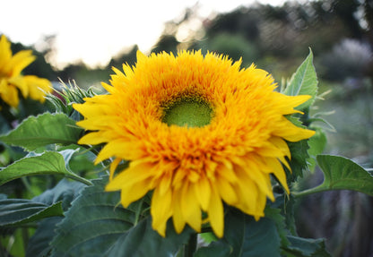 Girasol Osos Peluche