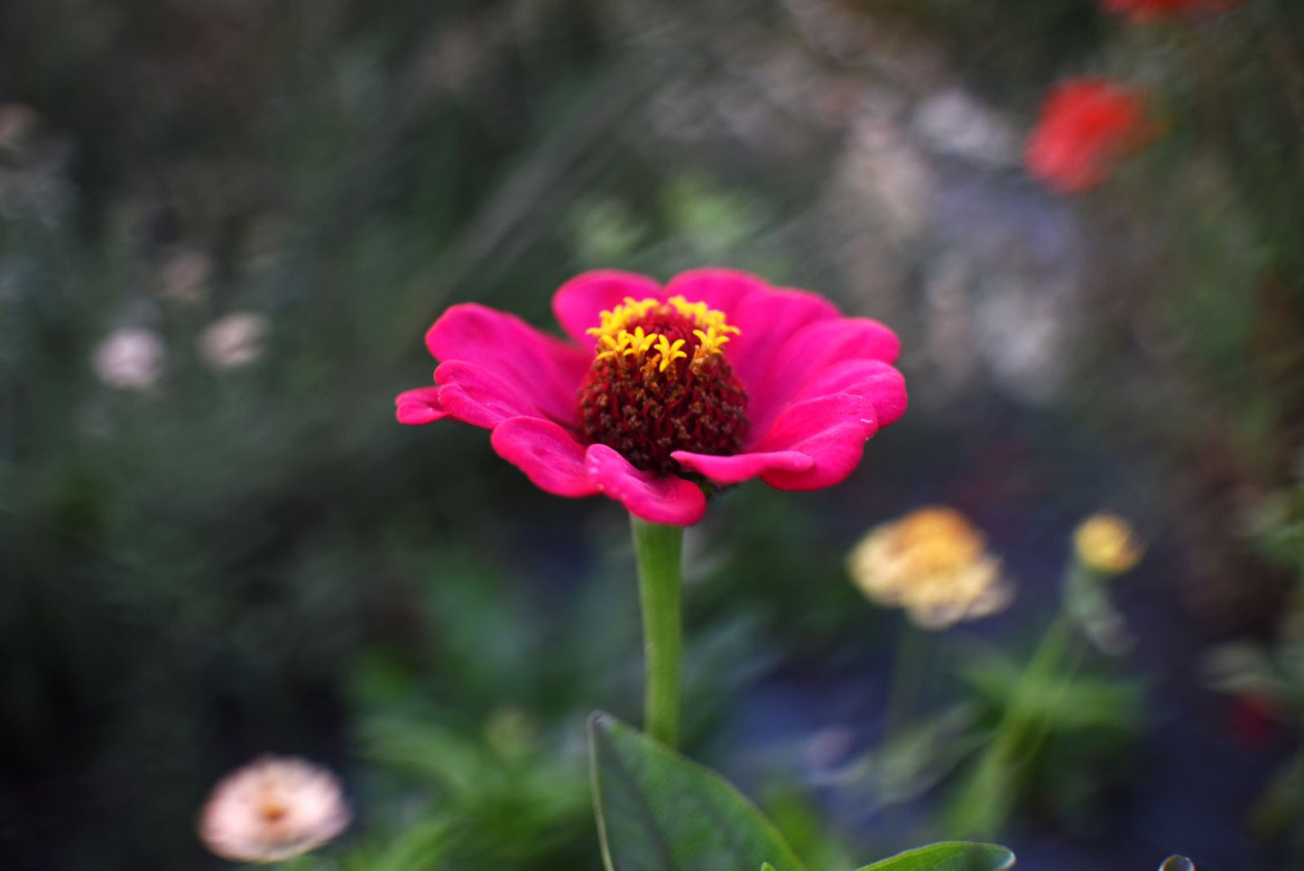 Taller Jardín de flores