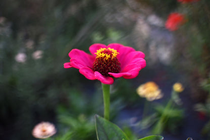 Taller Jardín de flores