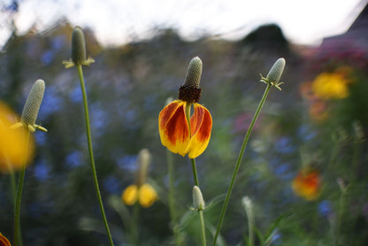 Taller Jardín de flores