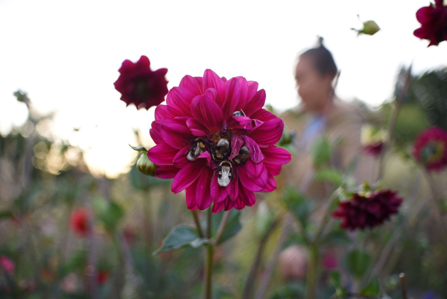 Taller Jardín de flores
