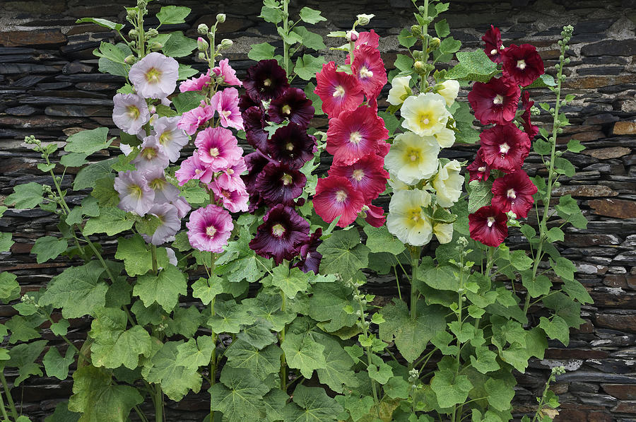 Alcea Rosea o Malva