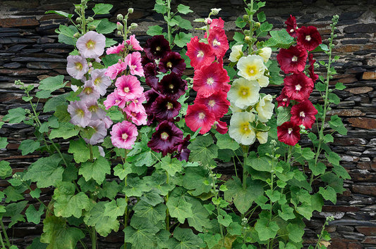 Alcea Rosea o Malva
