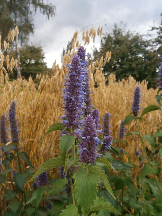 Agastache