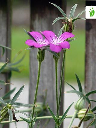 Agrostemma Githago o Candelaria