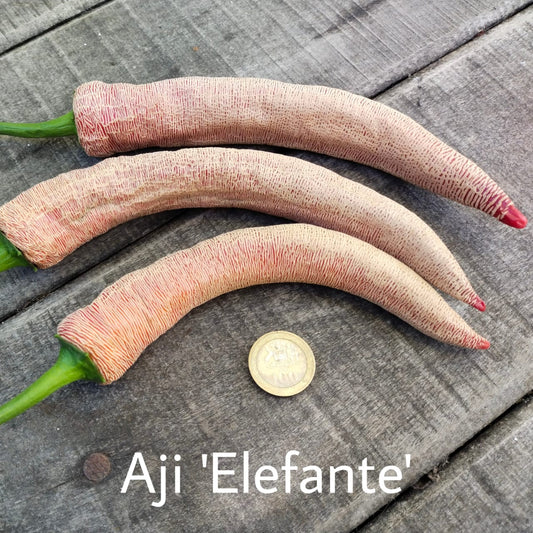 Ají Elefante