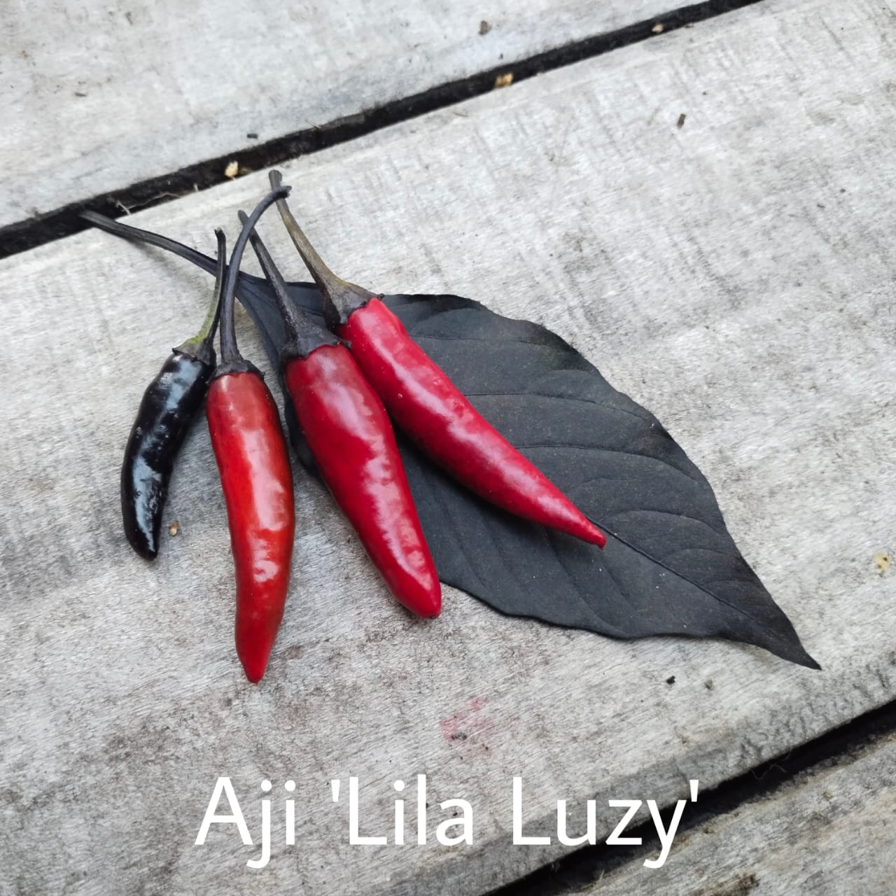 Ají Lila Luzy