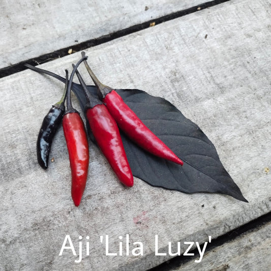 Ají Lila Luzy
