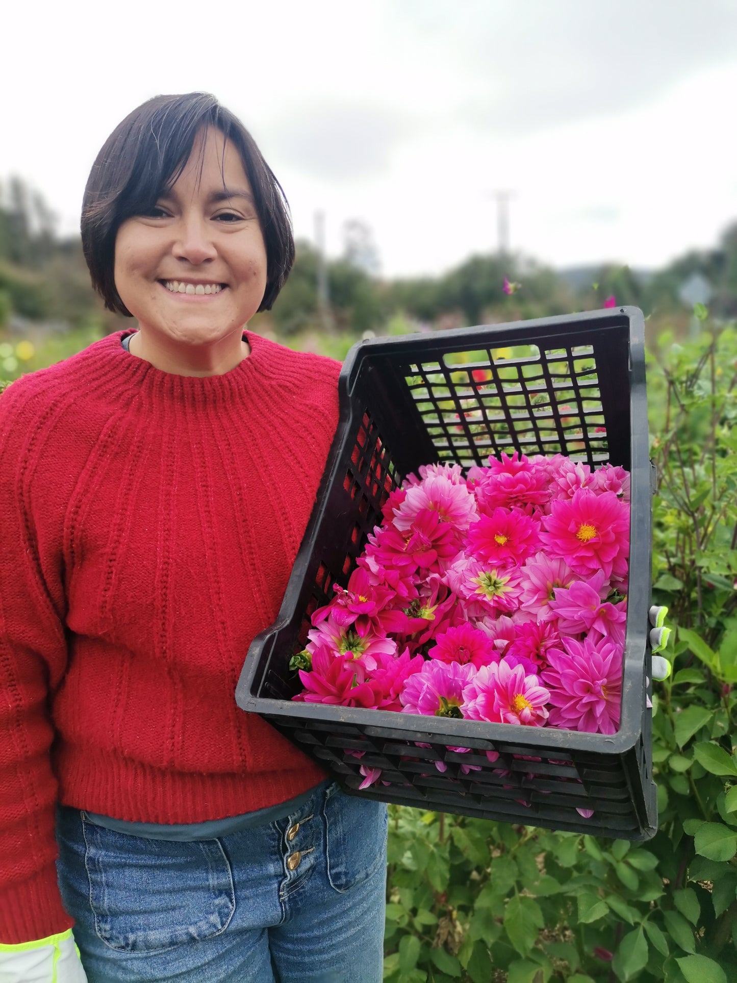 Tubérculos Dalias alegría