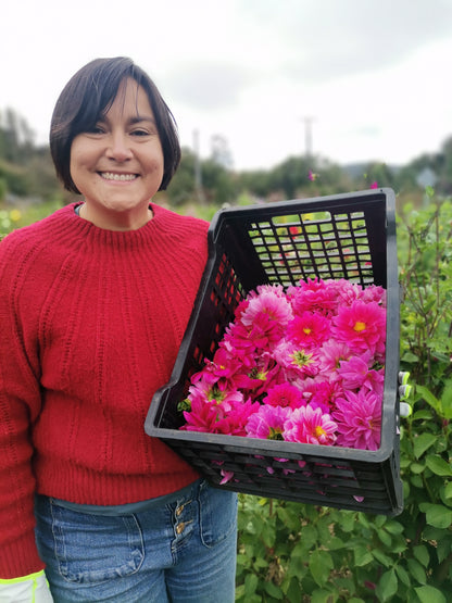 Tubérculos Dalias alegría