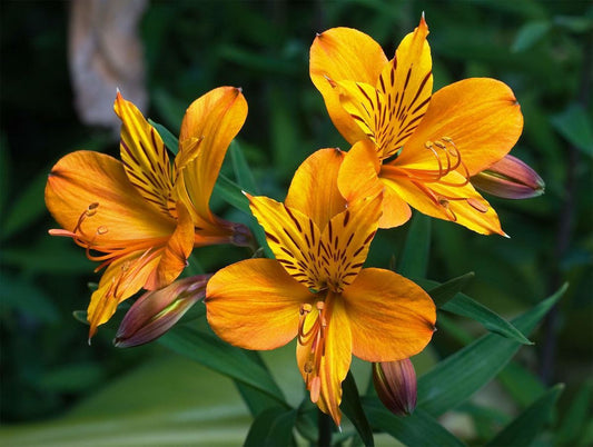 Alstroemeria aurea o Amancay
