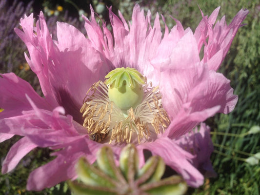 Amapolas