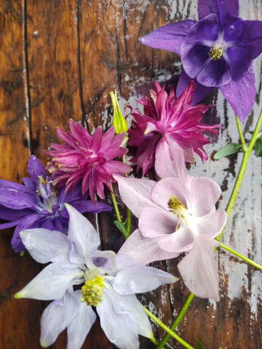 Aquilegia