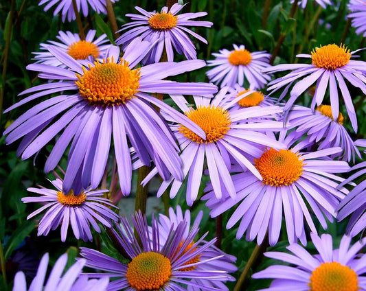 Aster abiertos