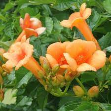 Bignonia Naranja enredadera