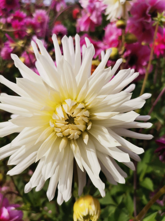 Tubérculos Dalias white cactus