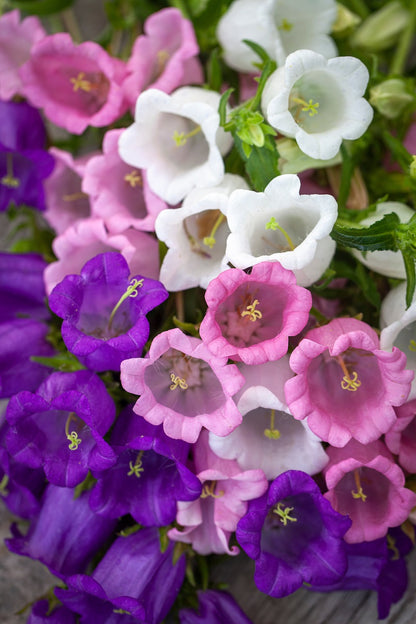 Campanula medium