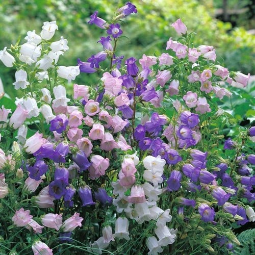 Campanula medium