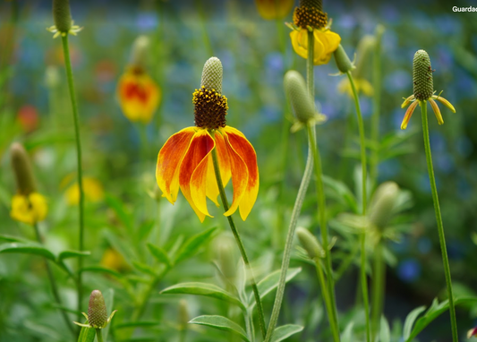 Ratibida columnifera