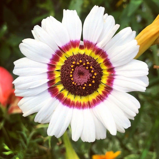 Chrysanthemum Coccineum