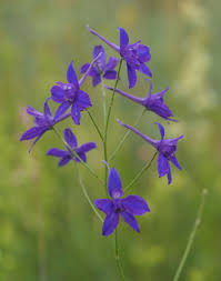 Consuelda Delphinium Ajacis o Pajaritos