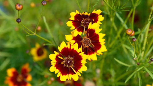 Coreopsis Tinctora