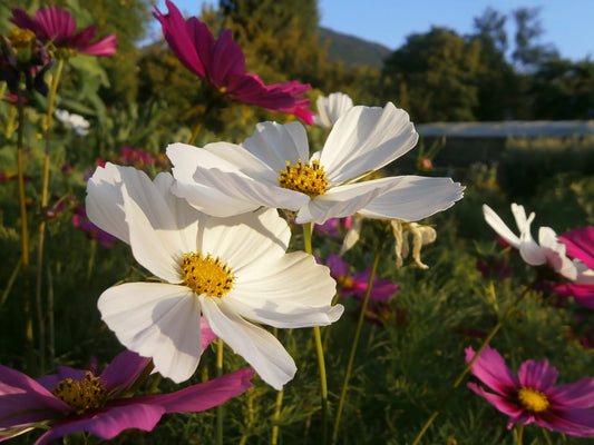 Cosmos