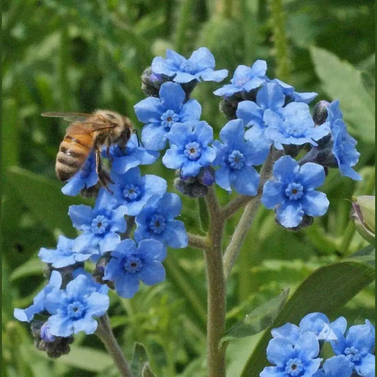 Cynoglossum Amabile o No me olvides china