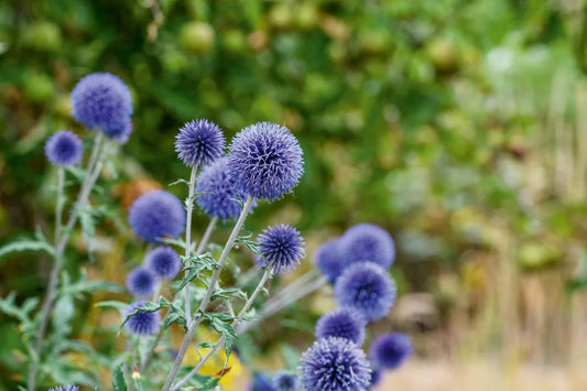 Echinops Bannaticus Blue Globe