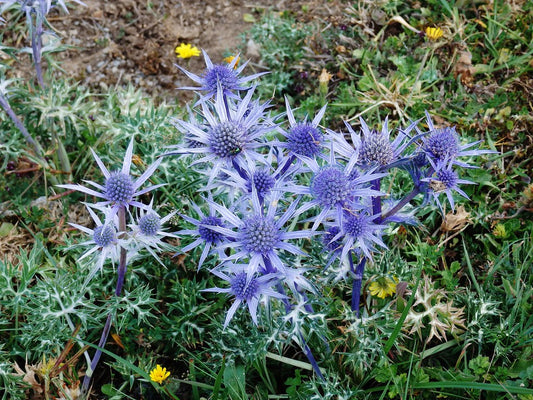 Eryngium planum o Cardo Azul Pequeño