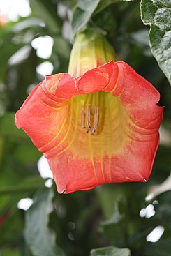Floripondio rojo (Brugmansia sanguinea)