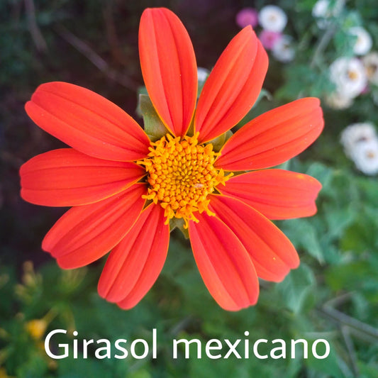 hitonia Rotundifolia o Girasol mexicano