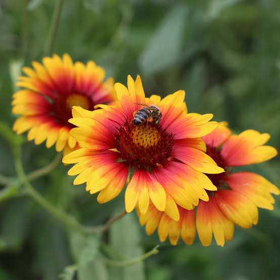 Gaillardia