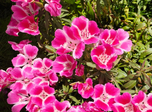 Godetia o Clarkia Amoena